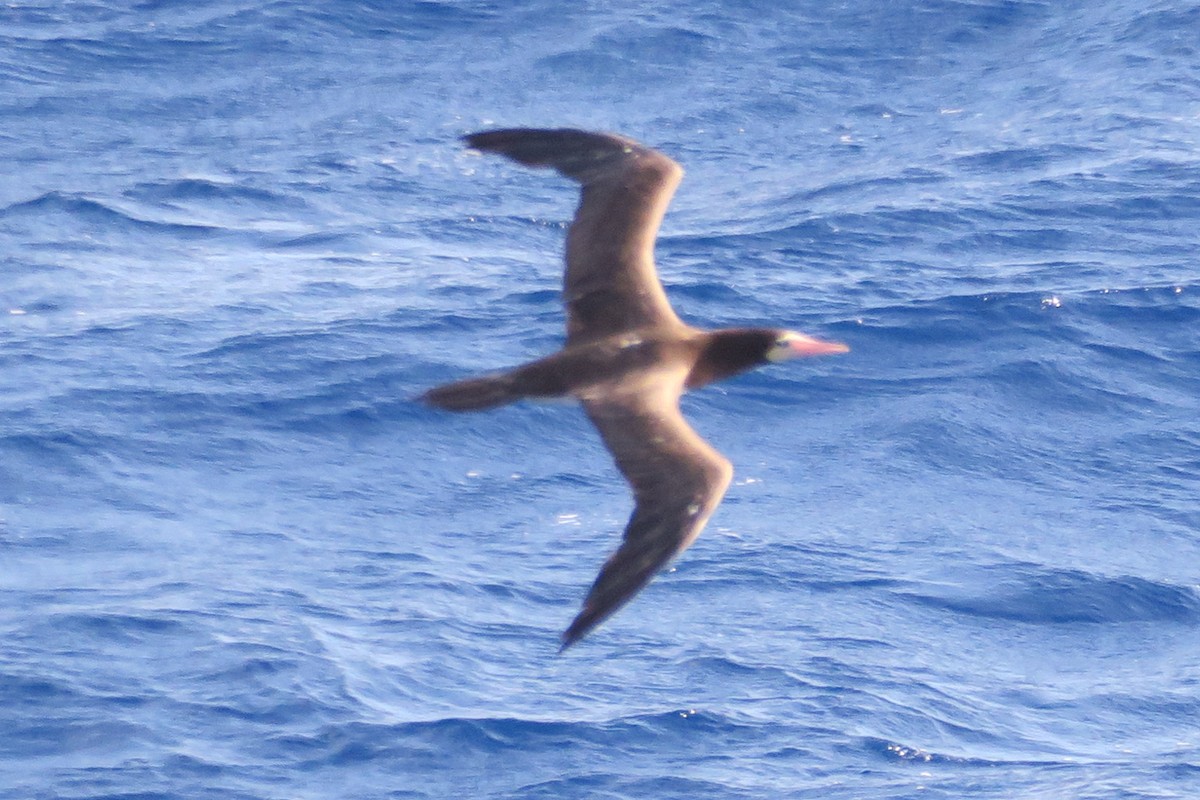 Brown Booby - ML619787638
