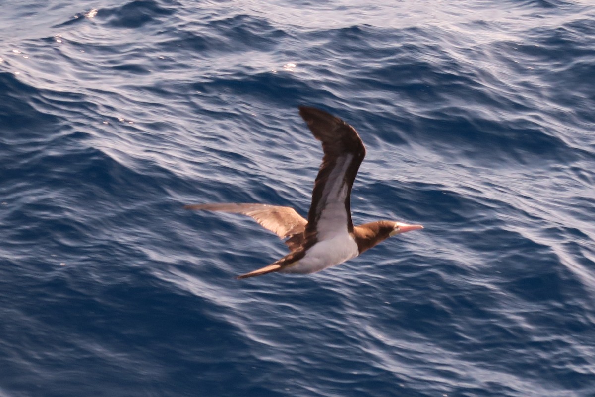 Brown Booby - ML619787640