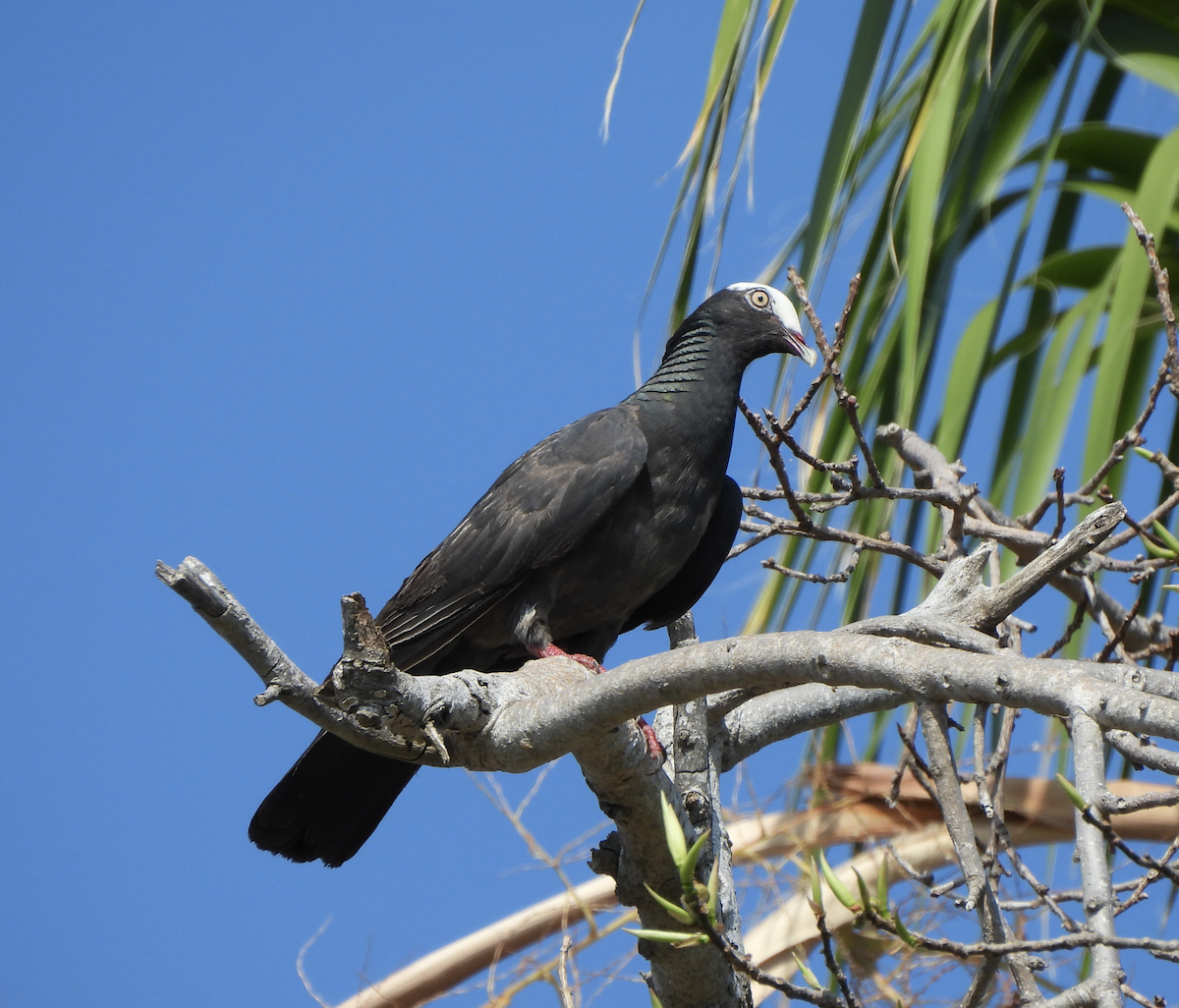 White-crowned Pigeon - ML619787650