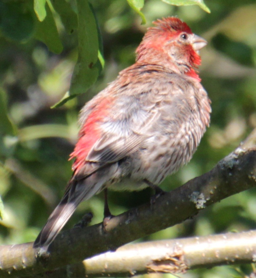 House Finch - ML619787660