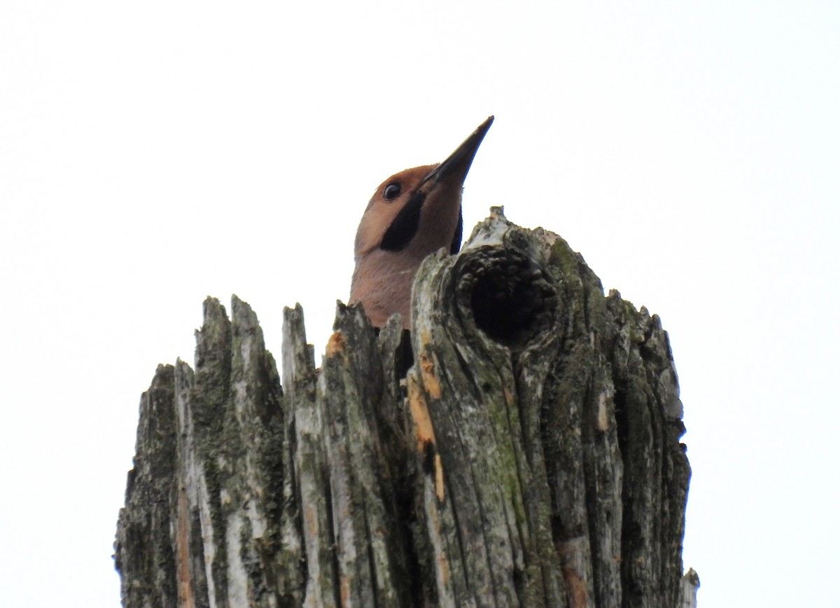 Northern Flicker (Yellow-shafted) - ML619787671