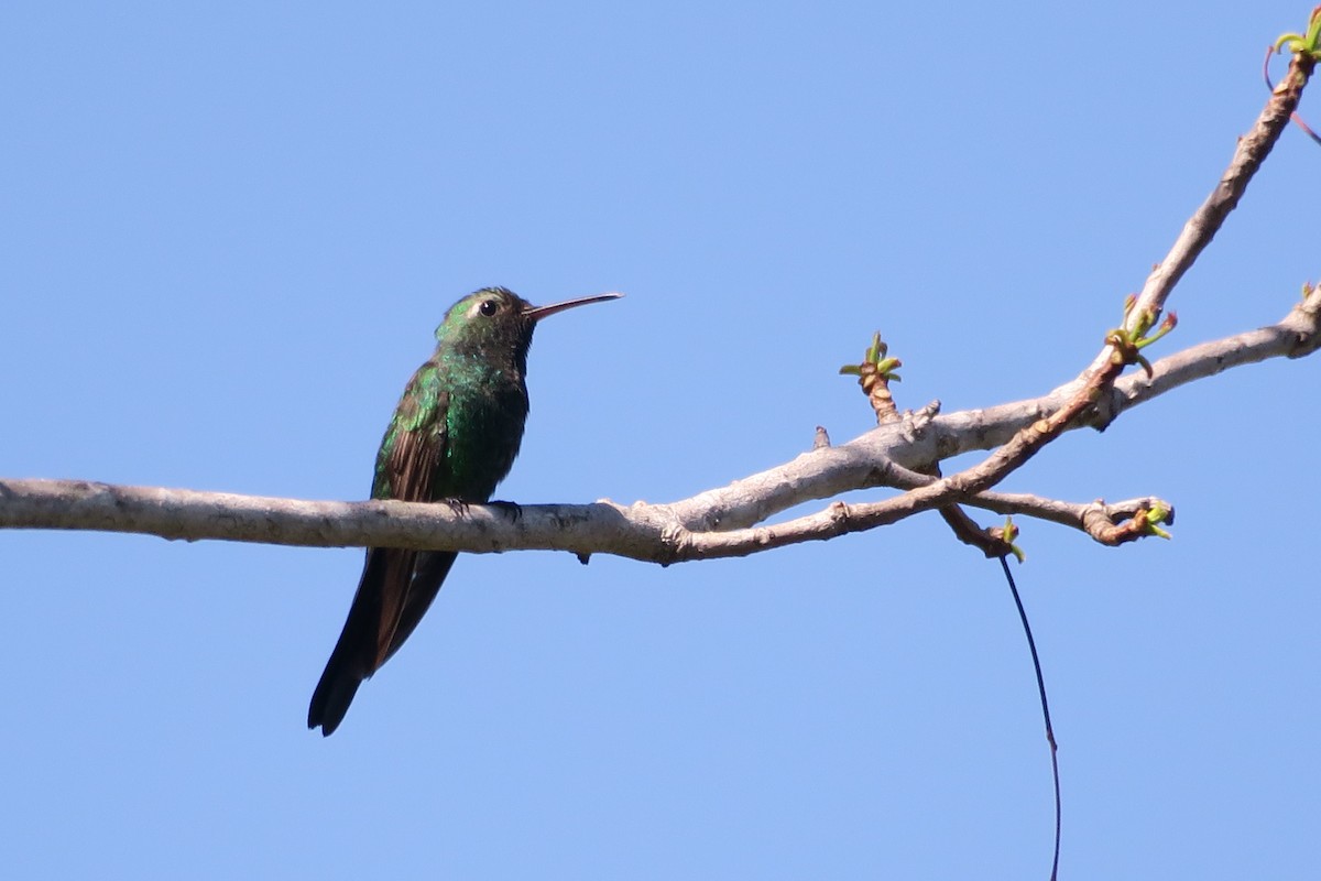 kolibřík kubánský - ML619787710