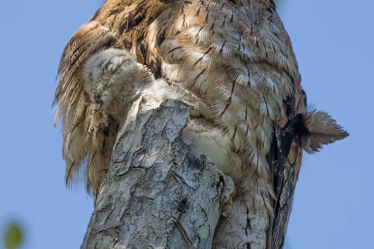 Common Potoo - ML619787712