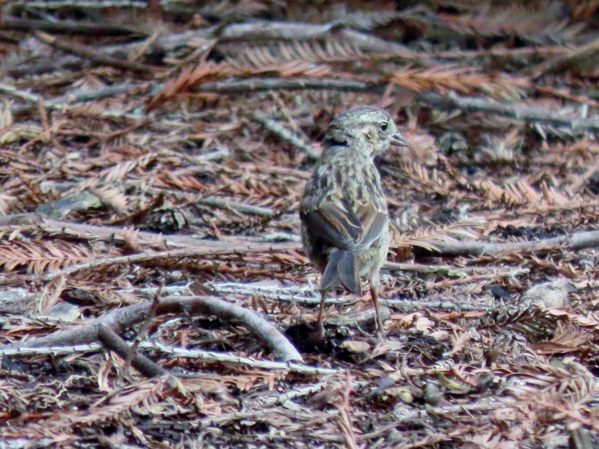 Song Sparrow - ML619787721