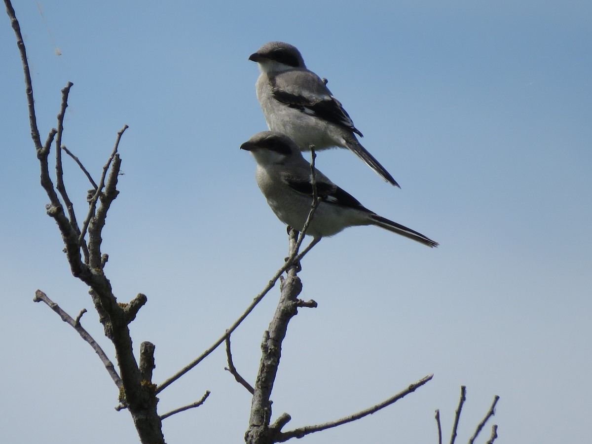 Loggerhead Shrike - Carolyn Schwab