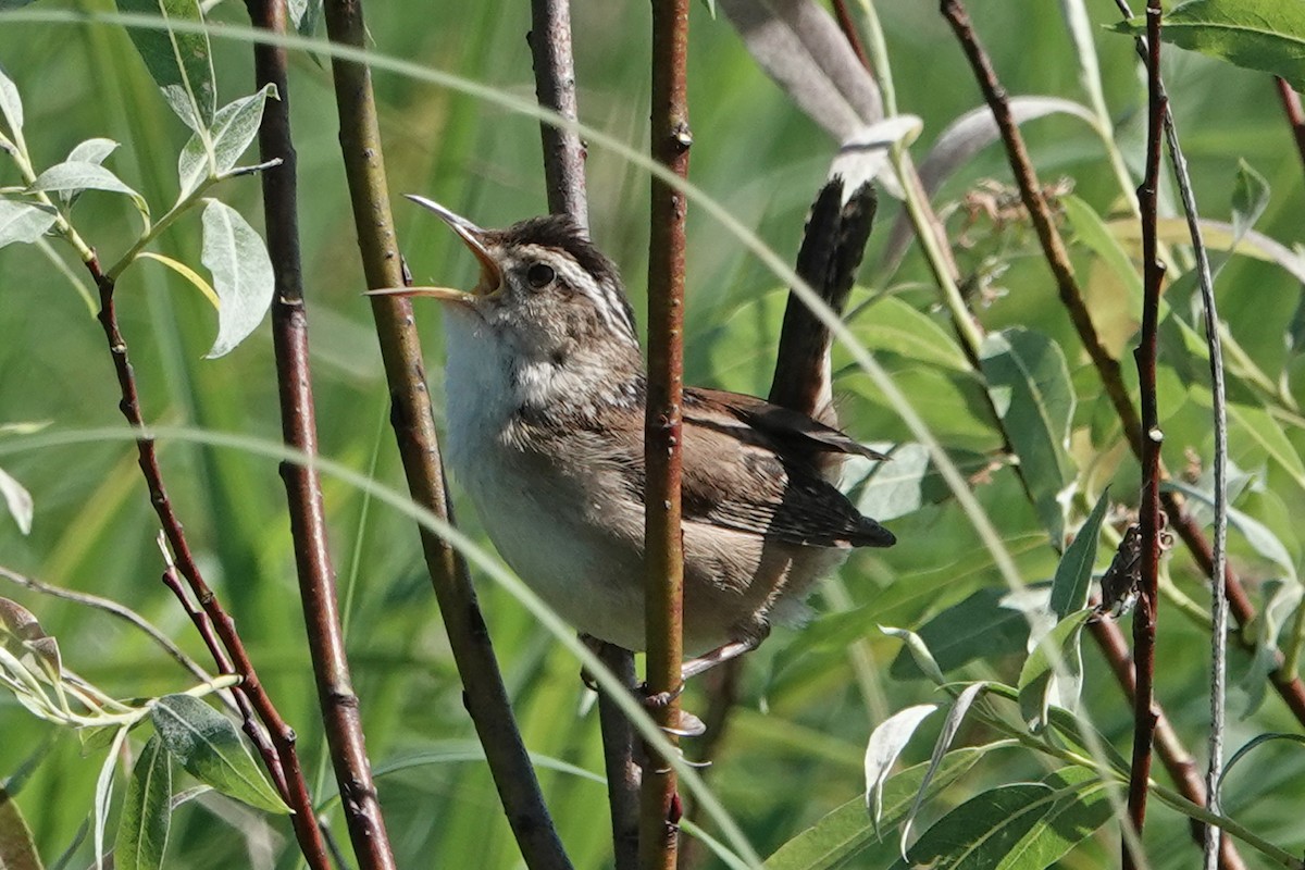 Marsh Wren - ML619787759