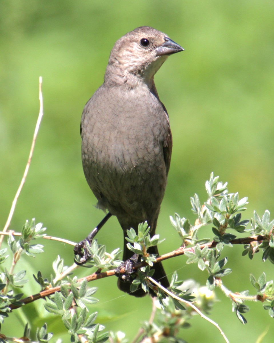 Brown-headed Cowbird - ML619787779