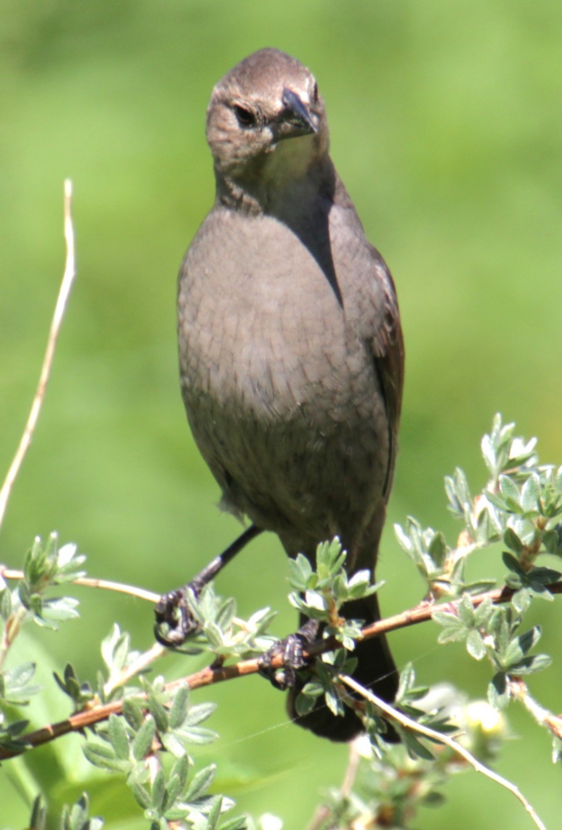 Brown-headed Cowbird - ML619787780