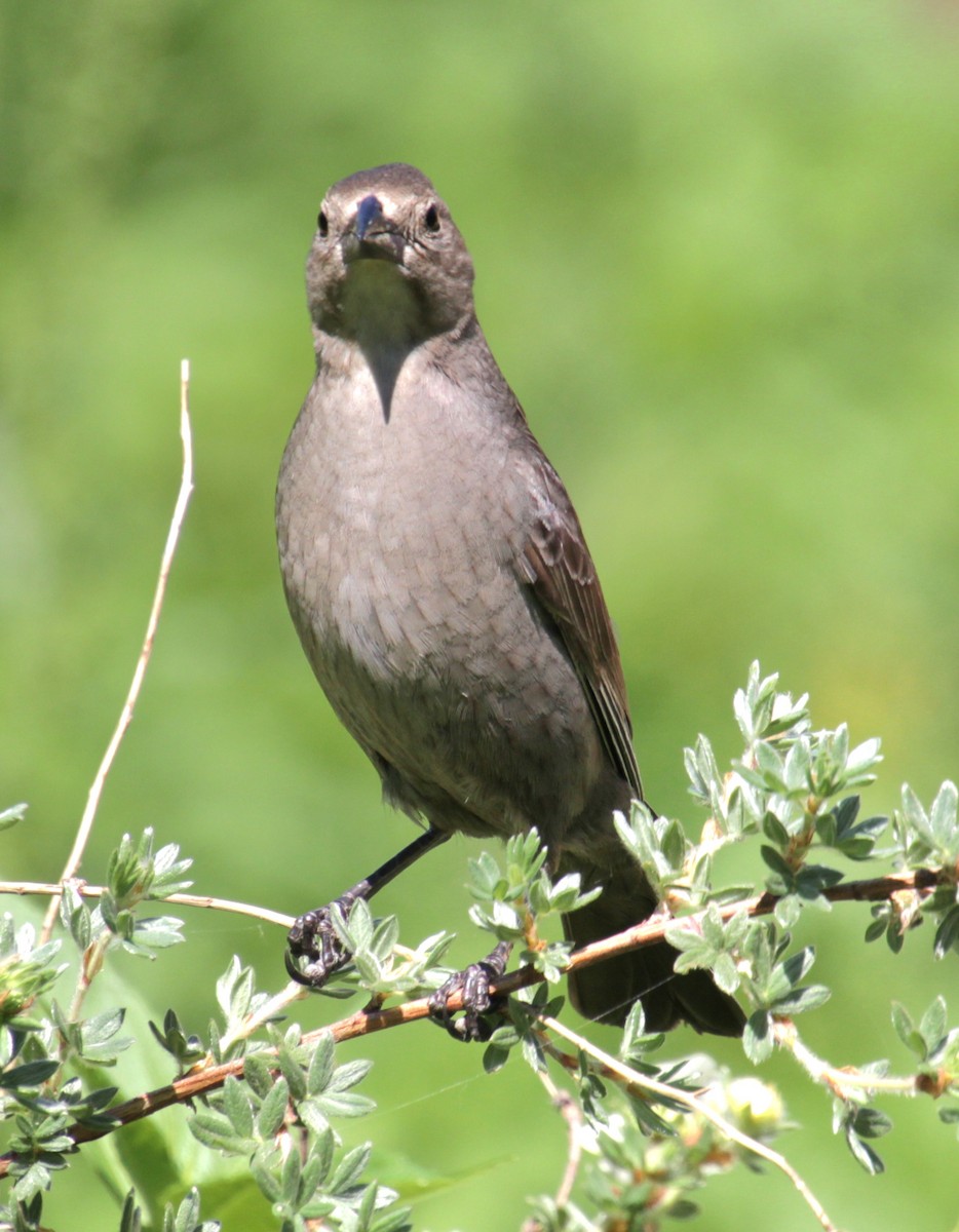 Brown-headed Cowbird - ML619787781