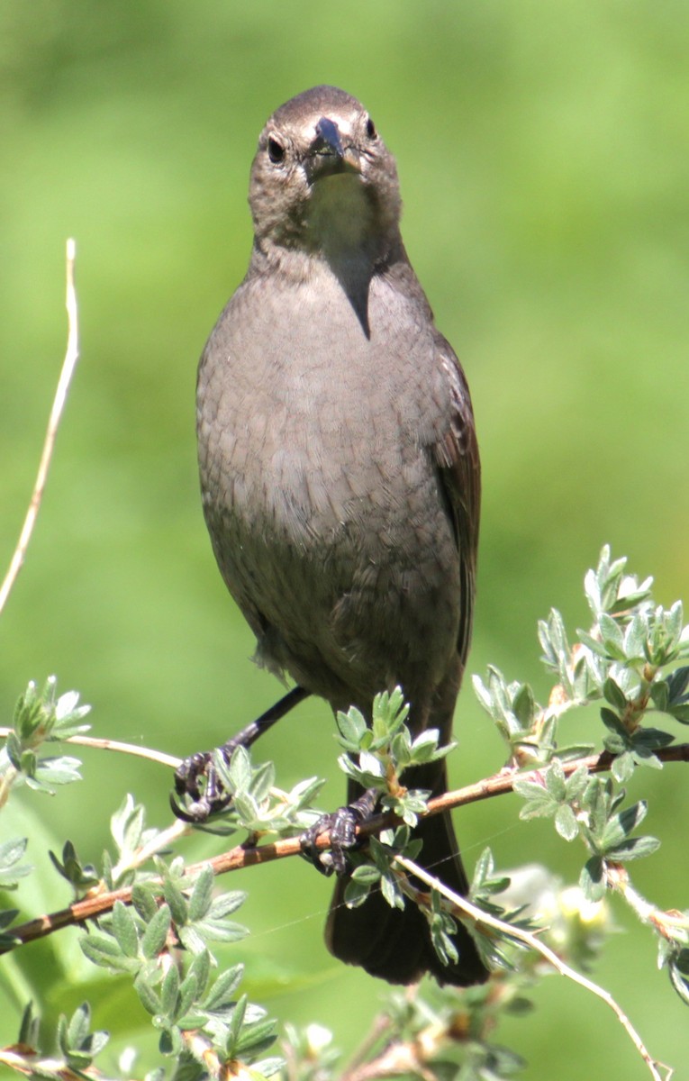 Brown-headed Cowbird - ML619787782