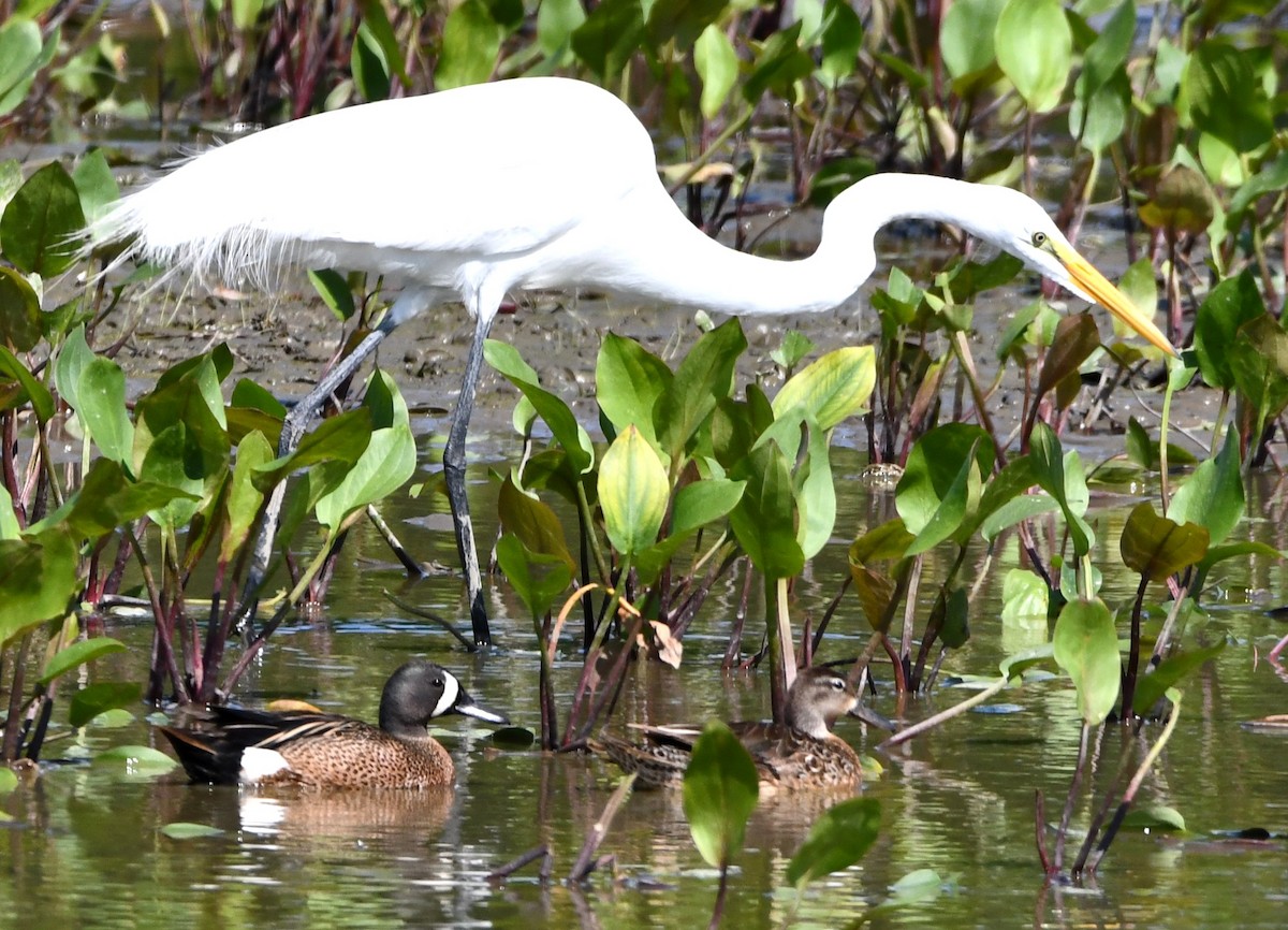 Great Egret - ML619787783