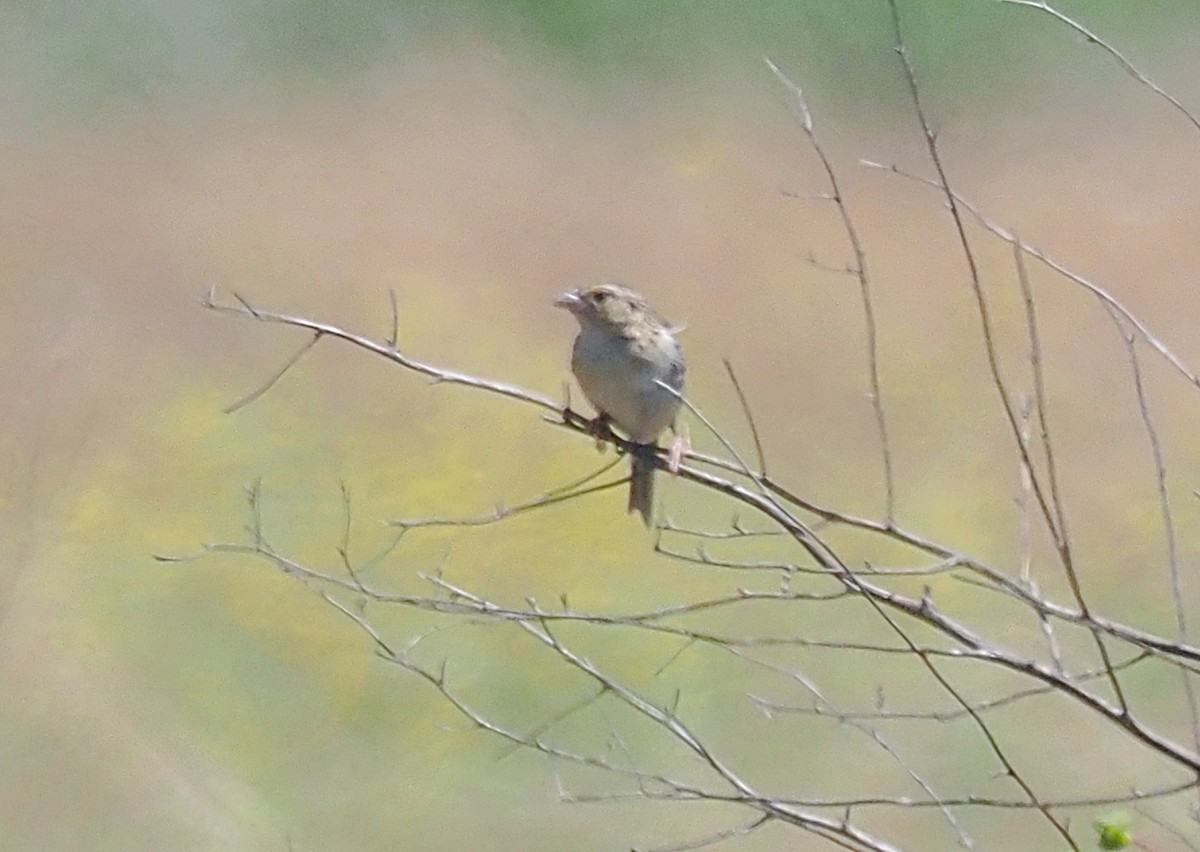 Grasshopper Sparrow - ML619787788