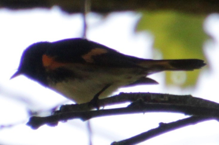 American Redstart - ML619787789