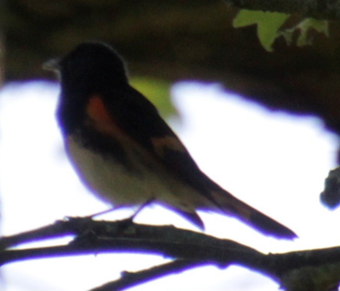 American Redstart - ML619787790