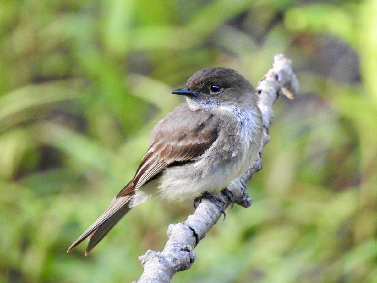 Eastern Phoebe - ML619787825