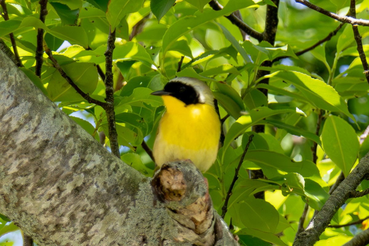 Weidengelbkehlchen - ML619787828