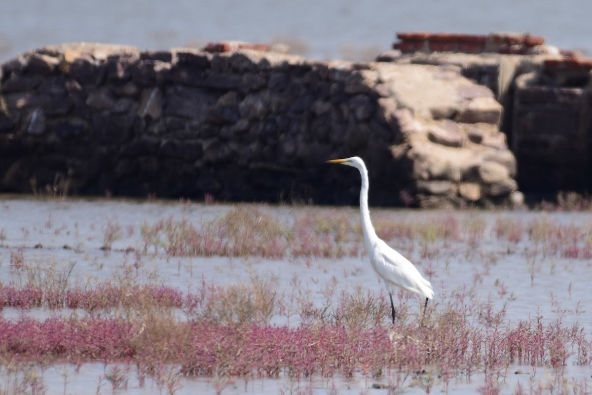 Great Egret - ML619787889