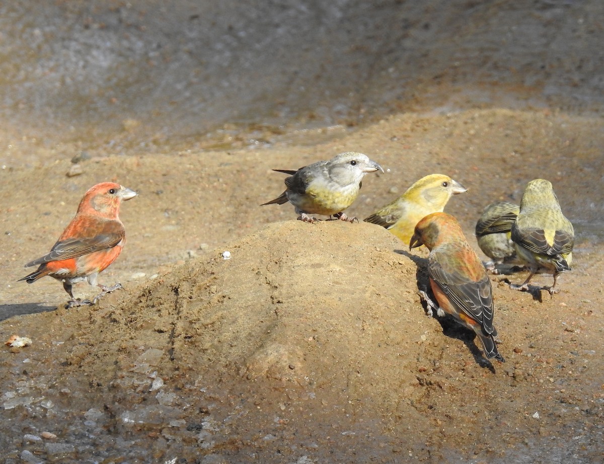 Red Crossbill - ML619787893