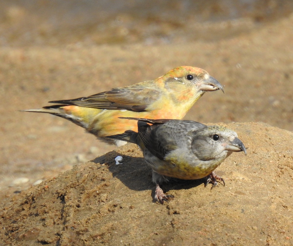 Red Crossbill - ML619787898