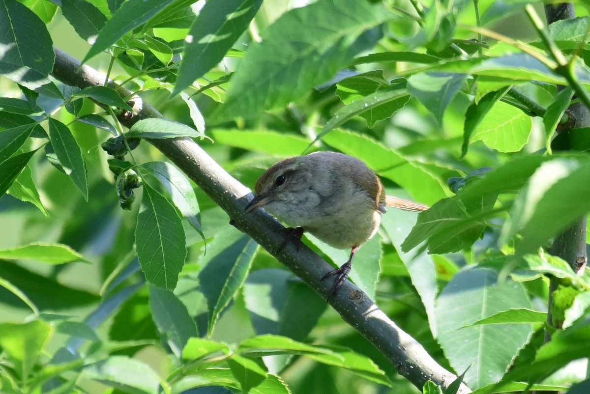 Manchurian Bush Warbler - ML619787908