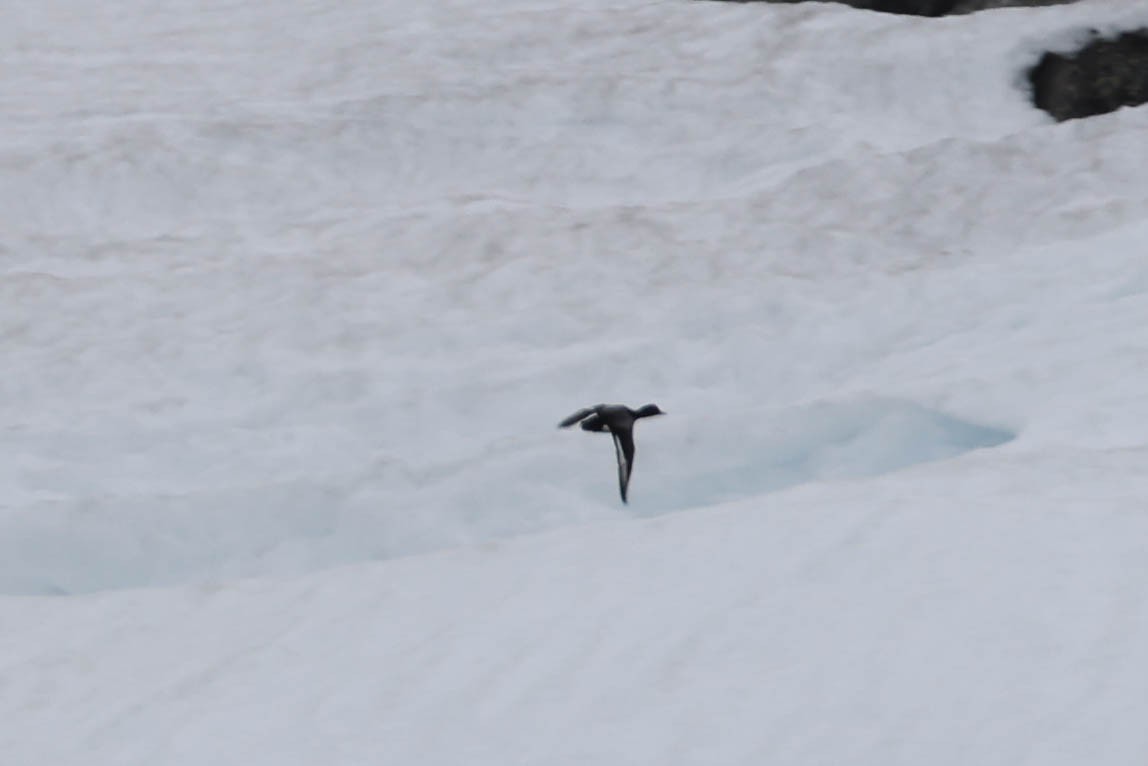 Greater Scaup - ML619787925