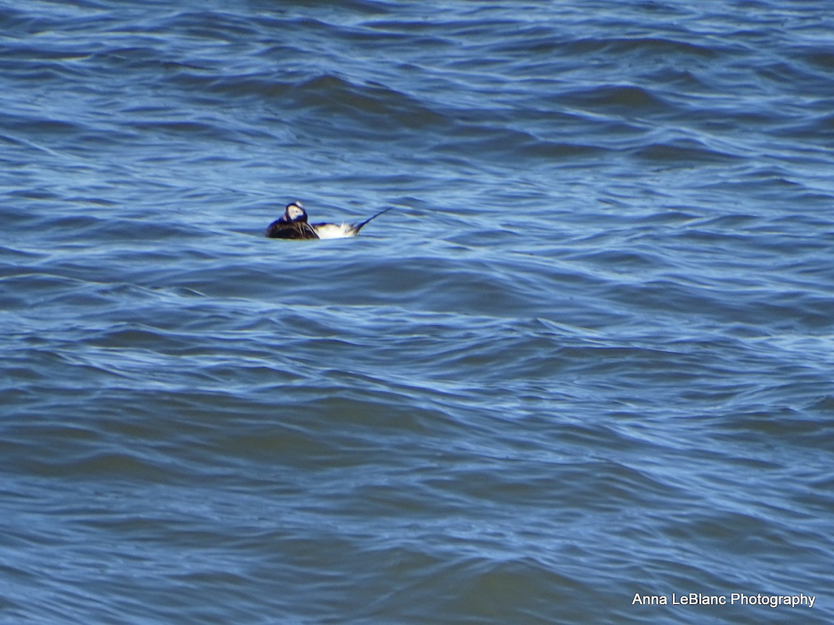 Long-tailed Duck - ML619787933