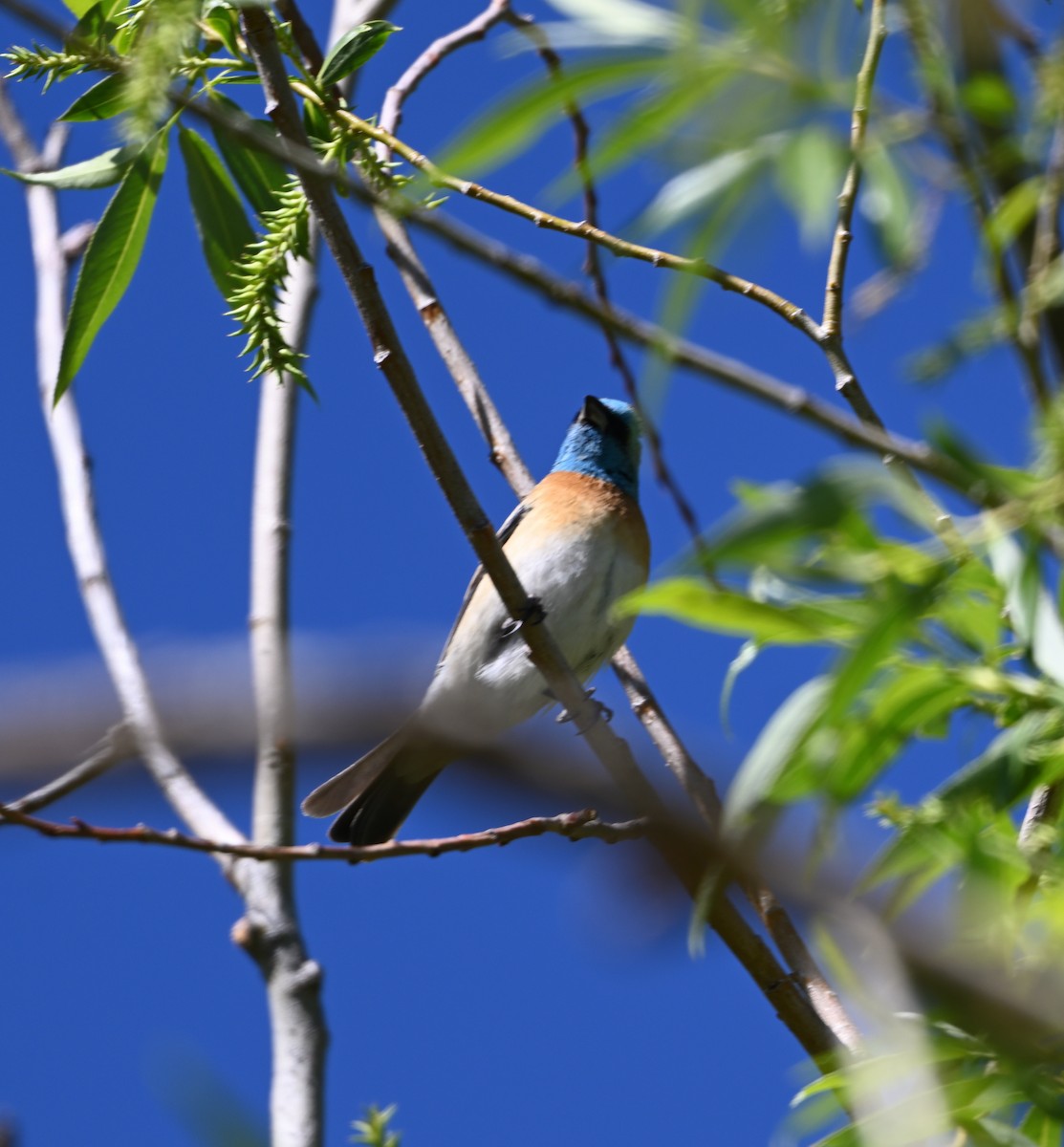 Lazuli Bunting - ML619787934