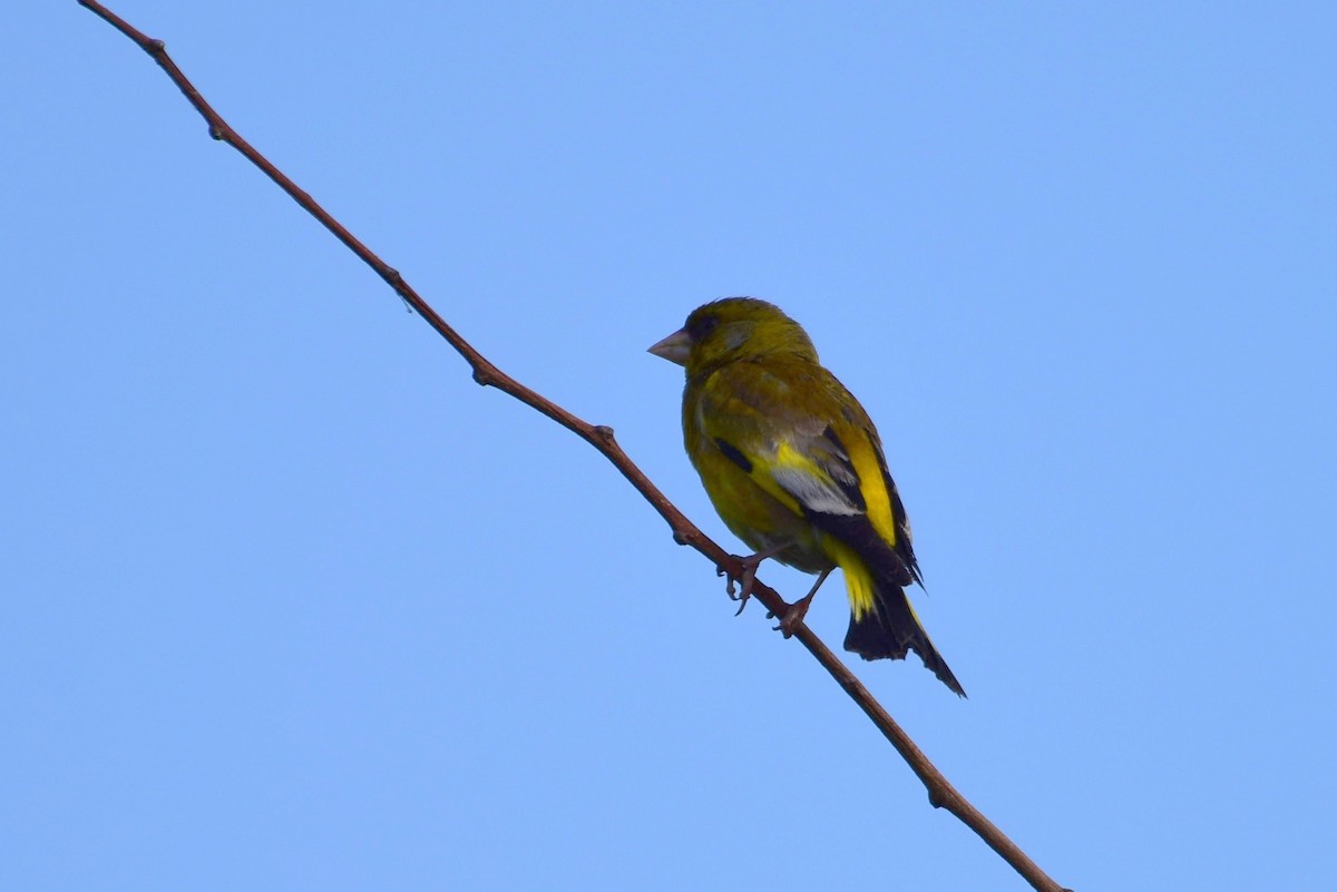 Oriental Greenfinch - ML619787936