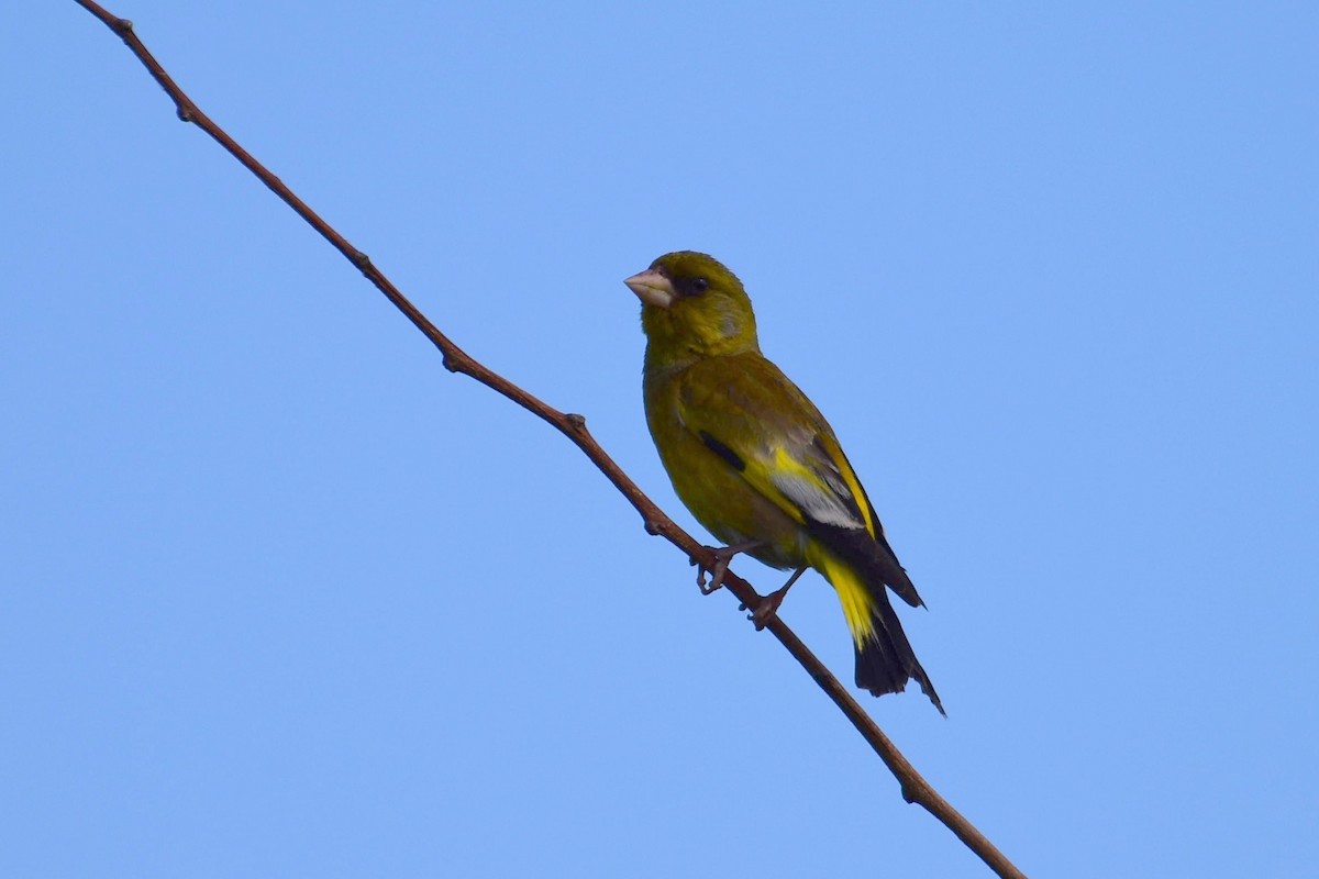 Oriental Greenfinch - ML619787938