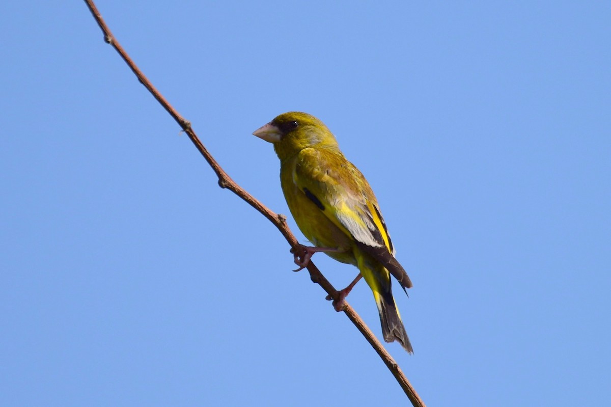 Oriental Greenfinch - ML619787941