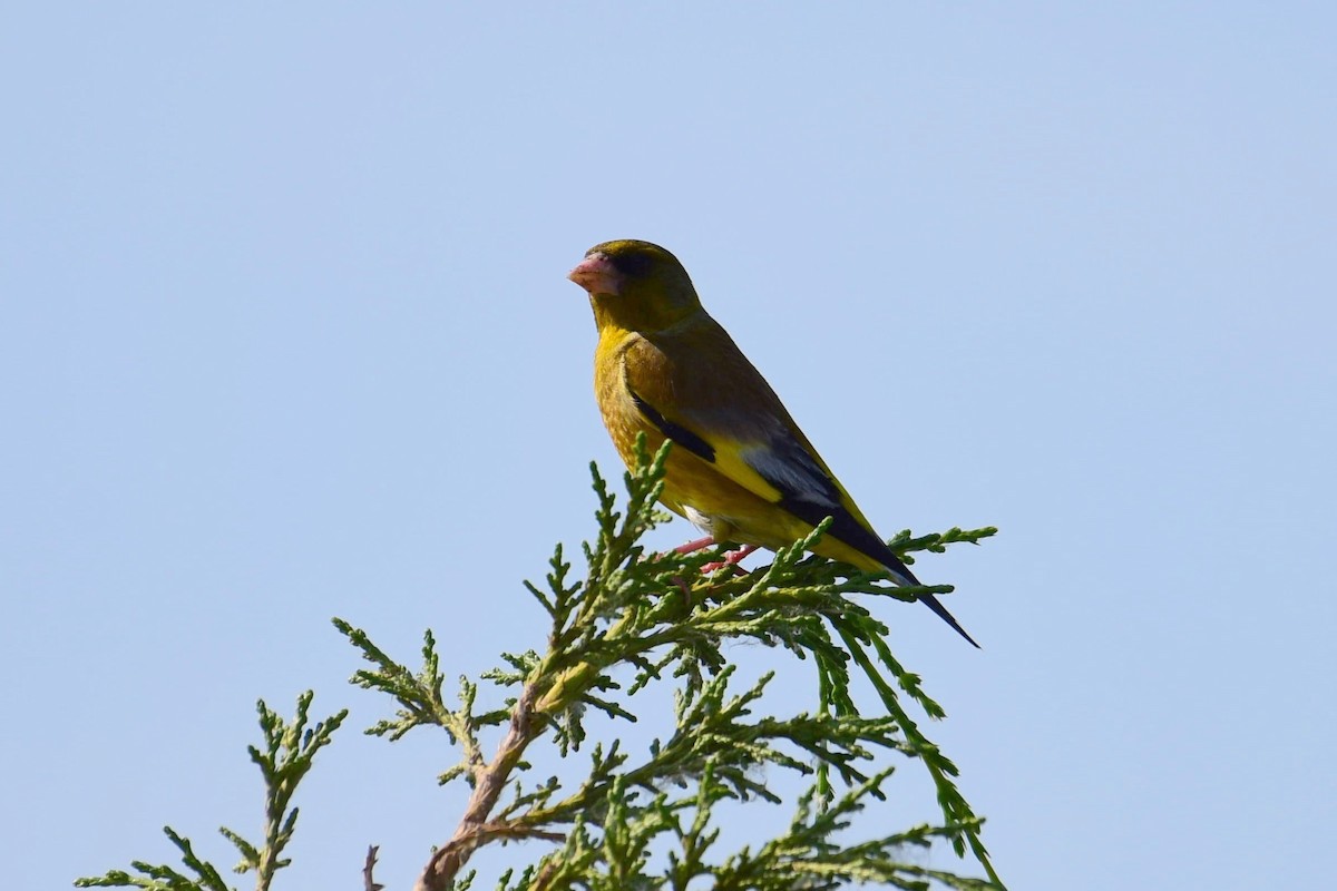 Oriental Greenfinch - ML619787942