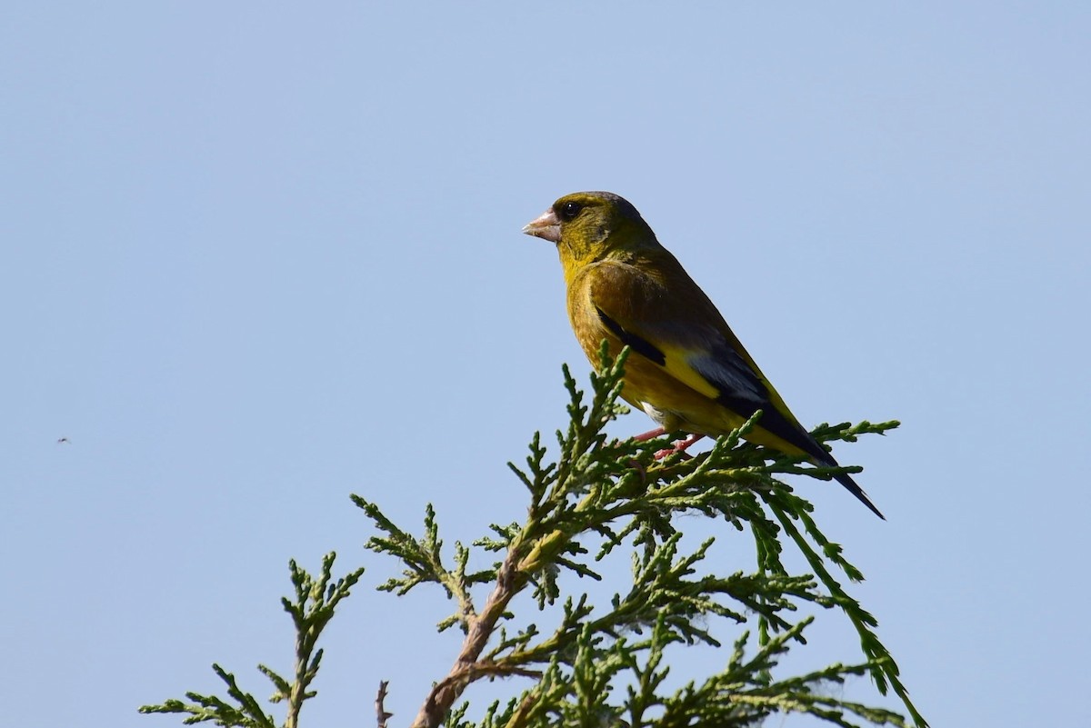 Oriental Greenfinch - ML619787943