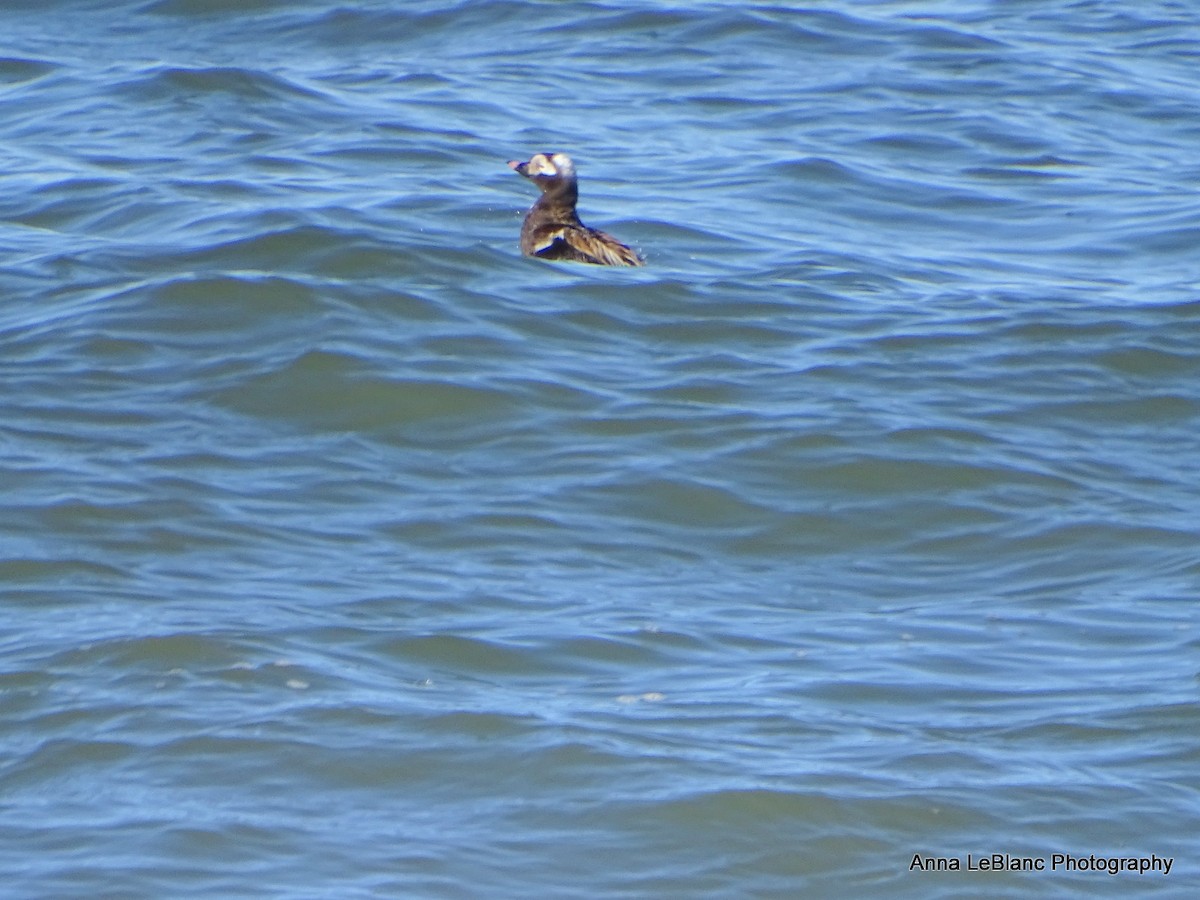 Long-tailed Duck - ML619787957