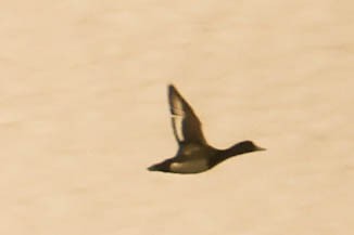 Greater Scaup - ML619787958