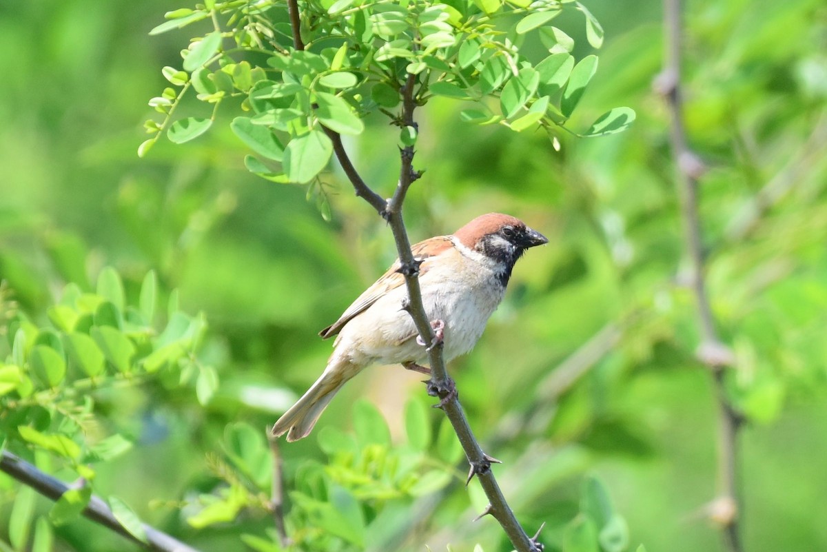 Eurasian Tree Sparrow - ML619787960