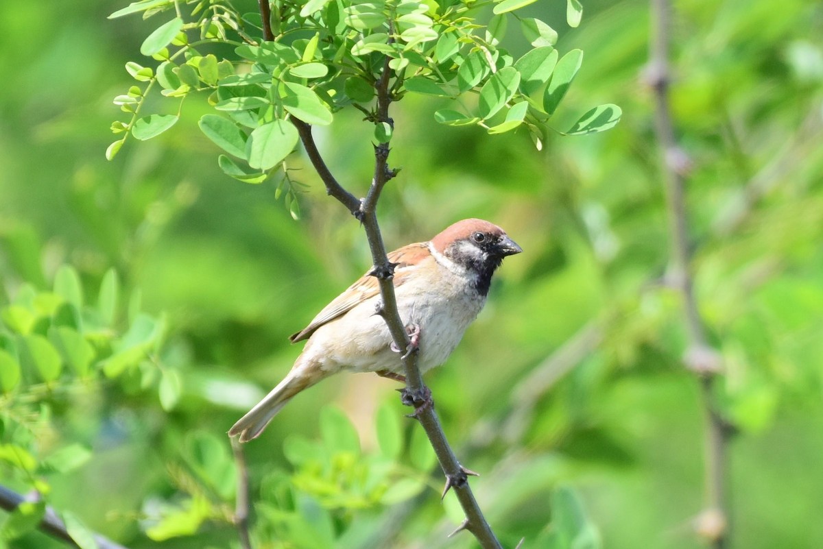 Eurasian Tree Sparrow - ML619787961