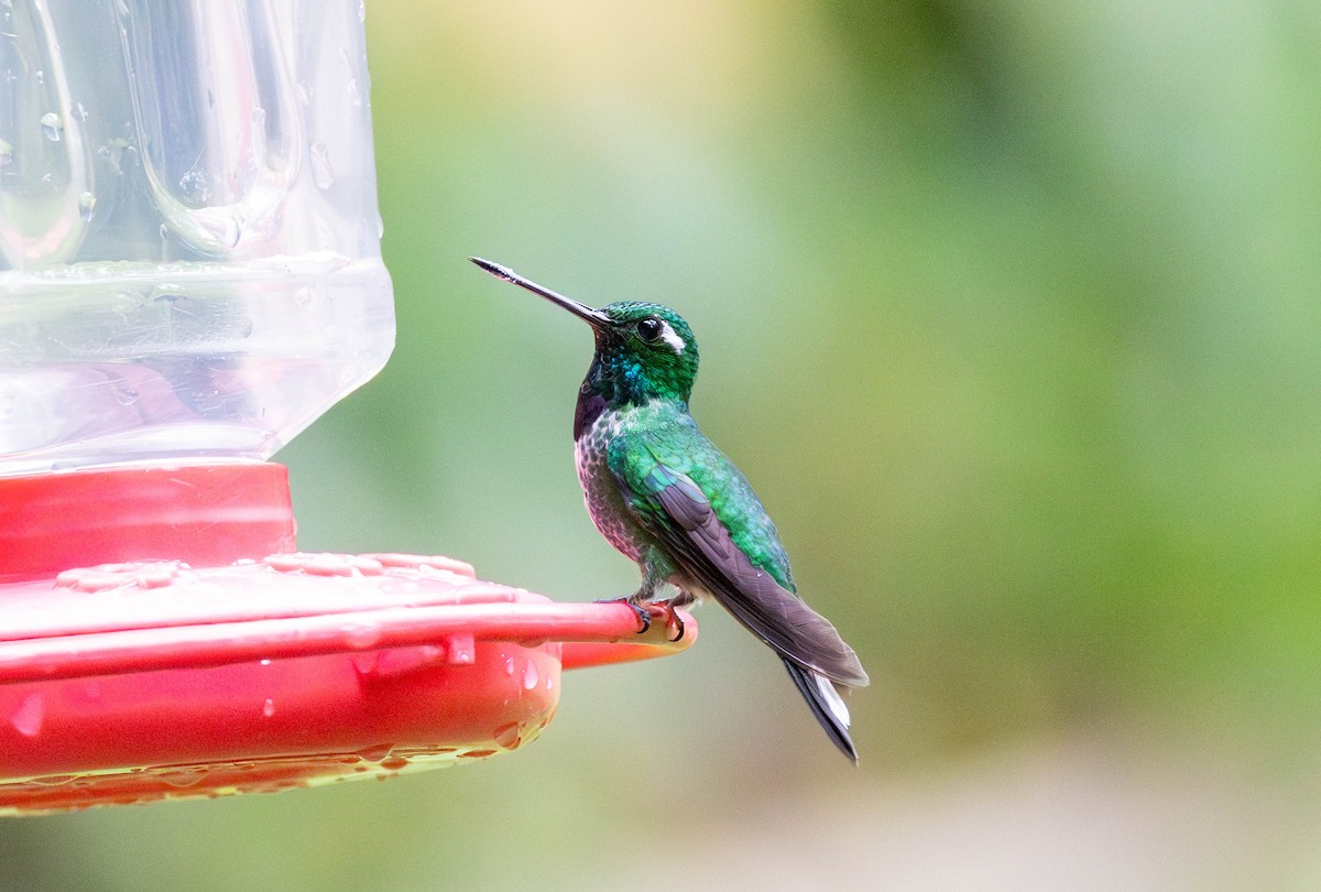 Purple-bibbed Whitetip - ML619787973