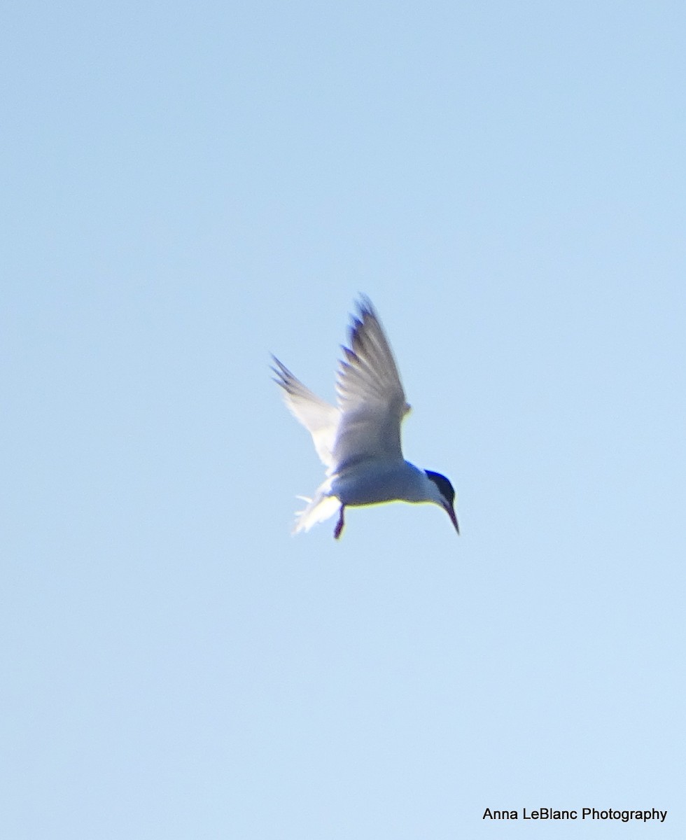Common Tern - ML619787978