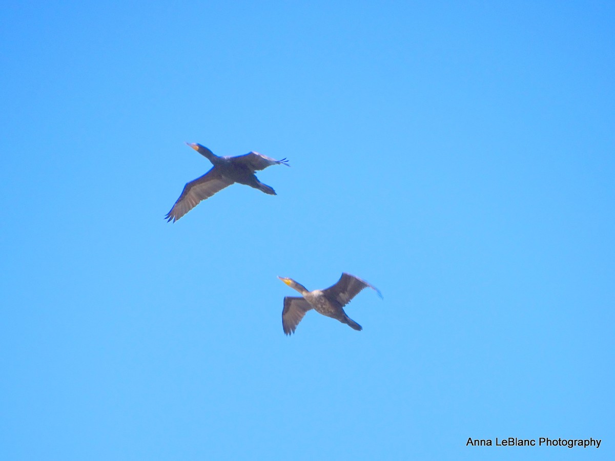 Double-crested Cormorant - ML619788003