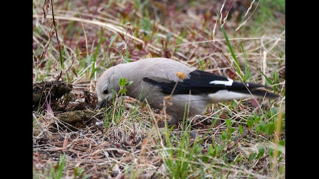 Clark's Nutcracker - ML619788008