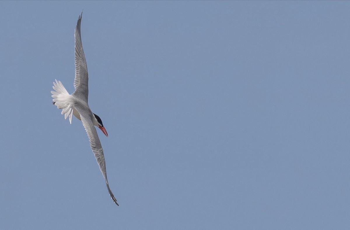 Caspian Tern - ML619788011