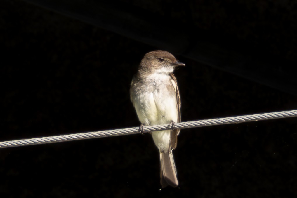 Eastern Phoebe - ML619788031