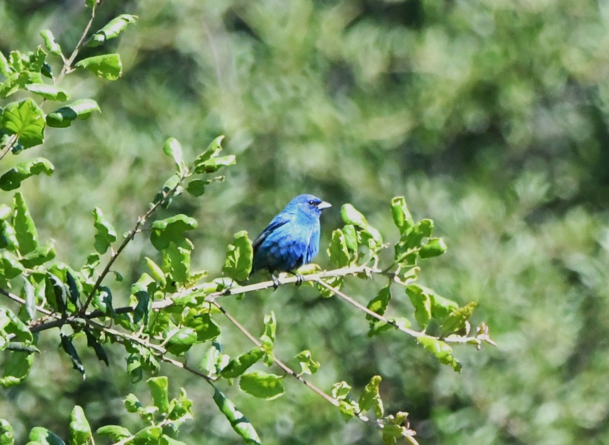 Passerin indigo - ML619788068