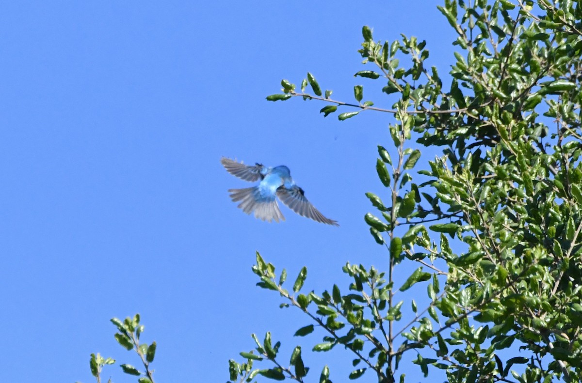 גיבתונית כחולה - ML619788071