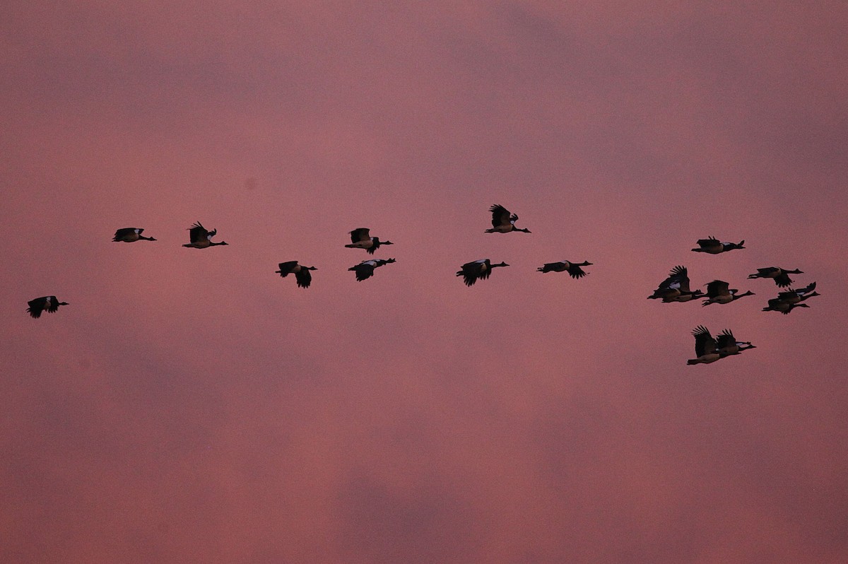 Magpie Goose - ML619788084