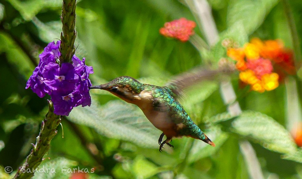 Colibri bourdon - ML619788088