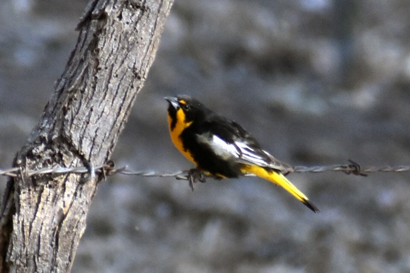 Black-backed Oriole - ML619788092