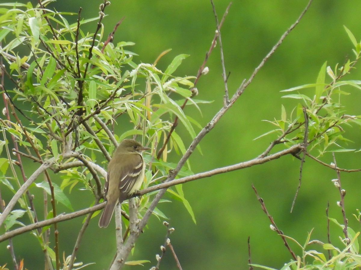 Alder Flycatcher - ML619788100