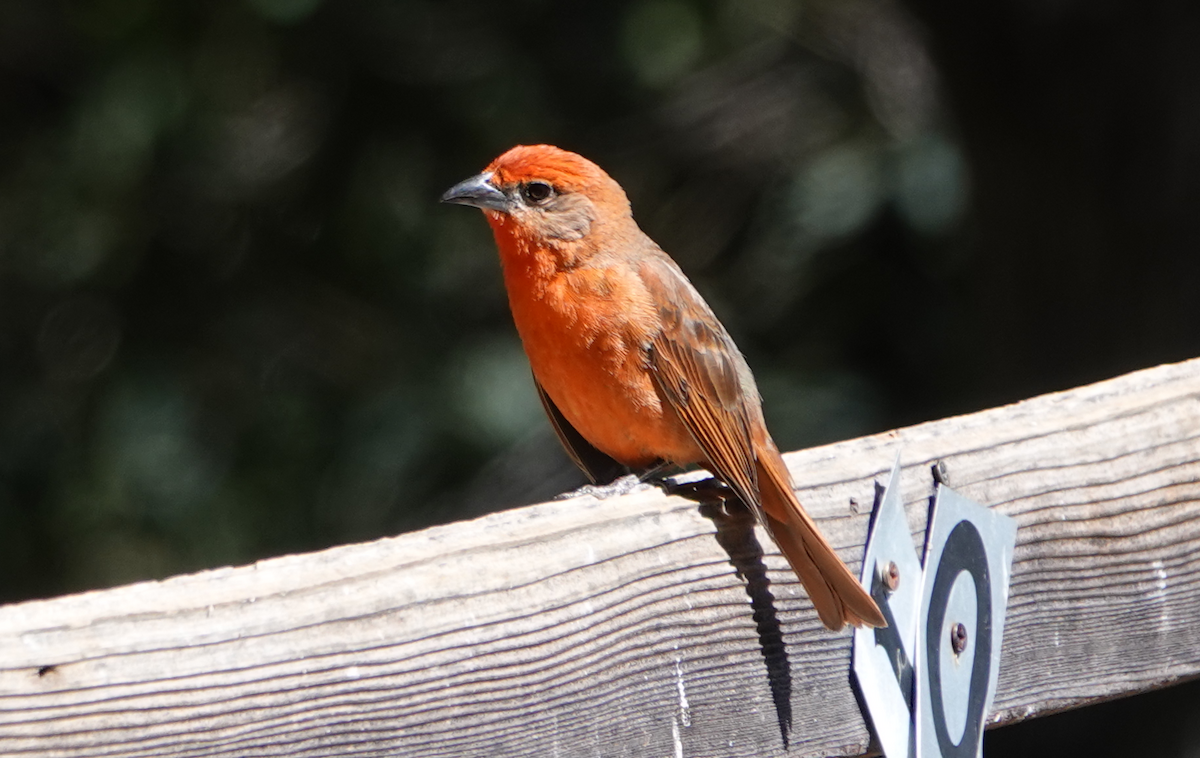 Hepatic Tanager - ML619788116