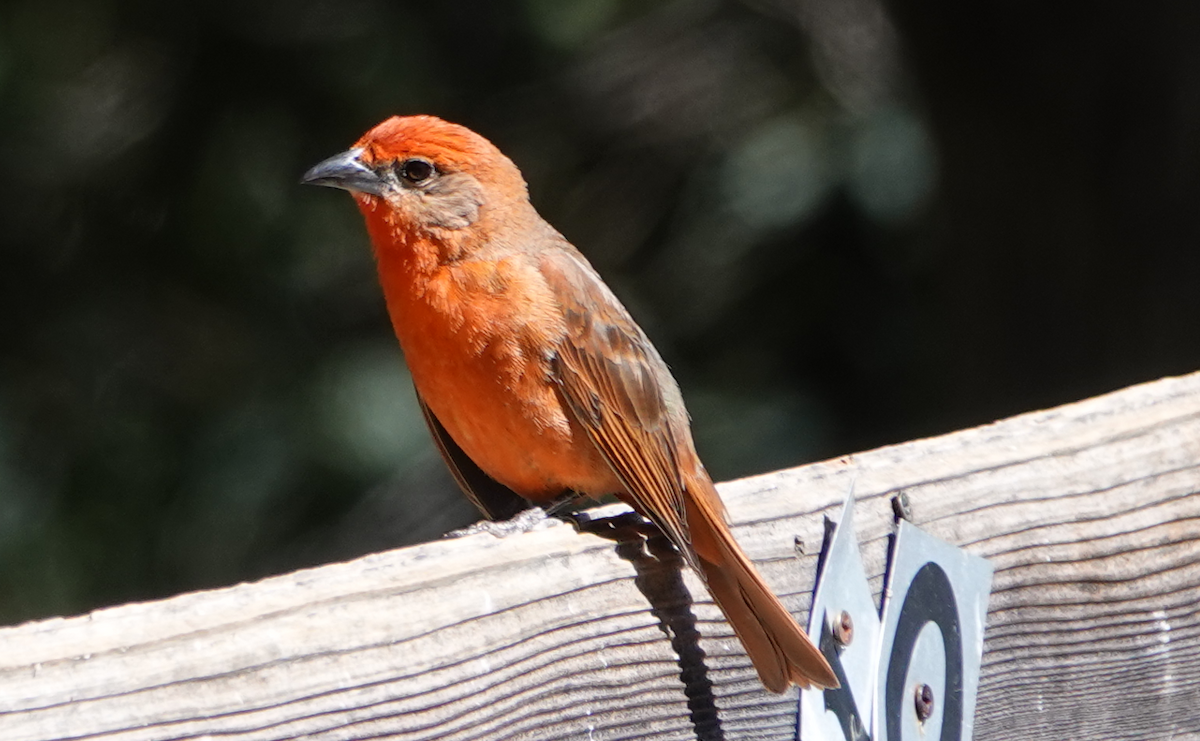 Hepatic Tanager - ML619788117